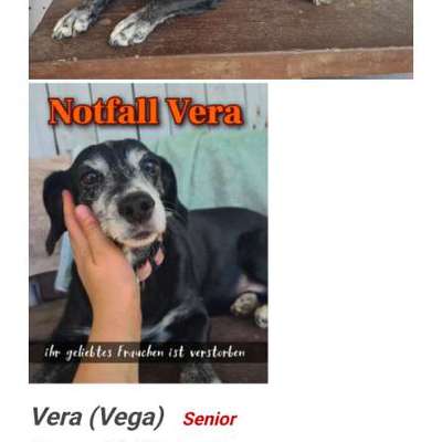 Tierschutzhunde suchen ein Zuhause-Beitrag-Bild