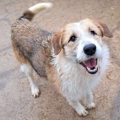 Tierschutzhunde suchen ein Zuhause-Beitrag-Bild