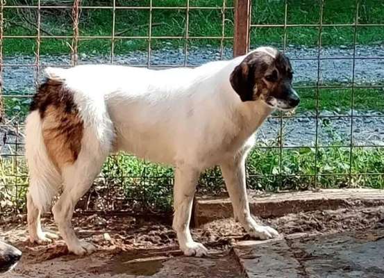 Tierschutzhunde suchen ein Zuhause-Beitrag-Bild