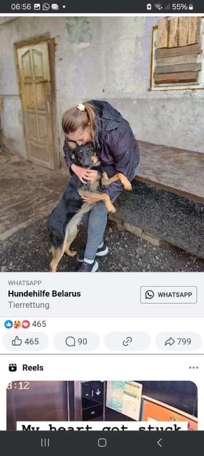 Tierschutzhunde suchen ein Zuhause-Beitrag-Bild