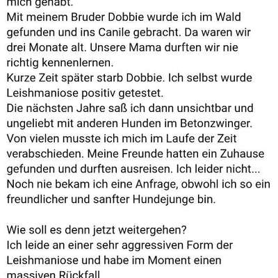 Tierschutzhunde suchen ein Zuhause-Beitrag-Bild