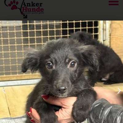 Tierschutzhunde suchen ein Zuhause-Beitrag-Bild