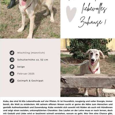 Tierschutzhunde suchen ein Zuhause-Beitrag-Bild