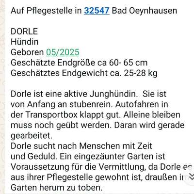 Tierschutzhunde suchen ein Zuhause-Beitrag-Bild