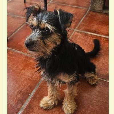 Tierschutzhunde suchen ein Zuhause-Beitrag-Bild