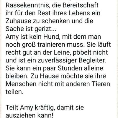 Tierschutzhunde suchen ein Zuhause-Beitrag-Bild