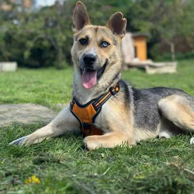 Tierschutzhunde suchen ein Zuhause-Beitrag-Bild