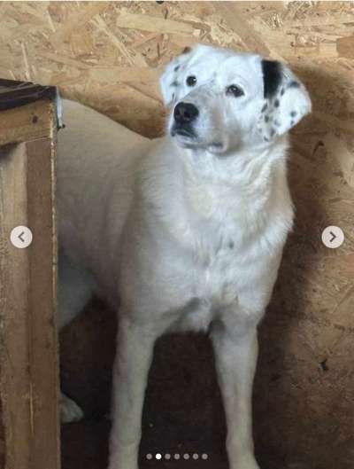 Tierschutzhunde suchen ein Zuhause-Beitrag-Bild