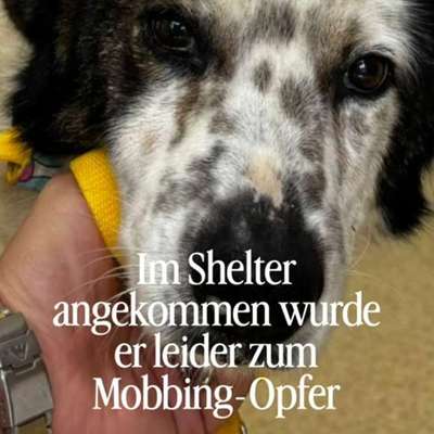 Tierschutzhunde suchen ein Zuhause-Beitrag-Bild