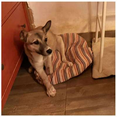 Tierschutzhunde suchen ein Zuhause-Beitrag-Bild