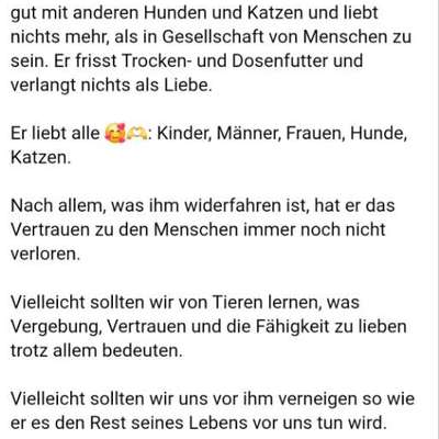 Tierschutzhunde suchen ein Zuhause-Beitrag-Bild