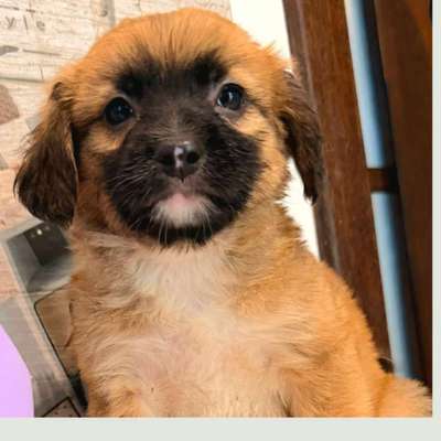 Tierschutzhunde suchen ein Zuhause-Beitrag-Bild