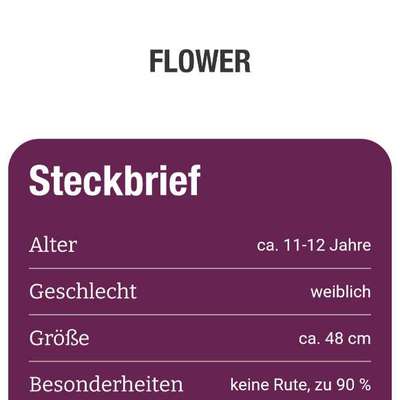 Tierschutzhunde suchen ein Zuhause-Beitrag-Bild