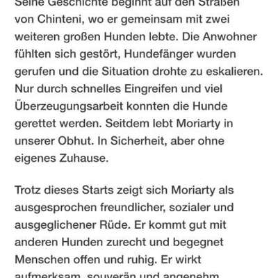 Tierschutzhunde suchen ein Zuhause-Beitrag-Bild