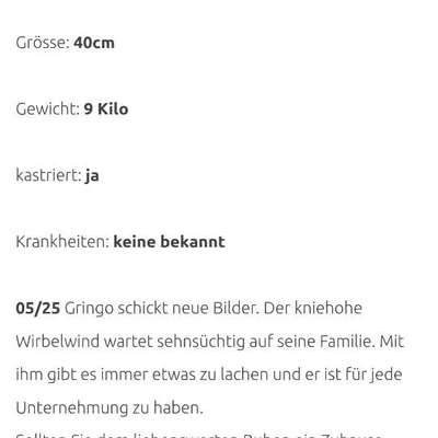 Tierschutzhunde suchen ein Zuhause-Beitrag-Bild