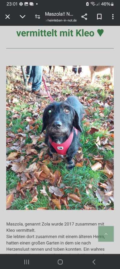 Tierschutzhunde suchen ein Zuhause-Beitrag-Bild