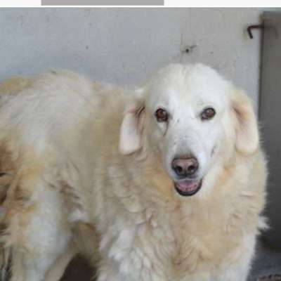 Tierschutzhunde suchen ein Zuhause-Beitrag-Bild