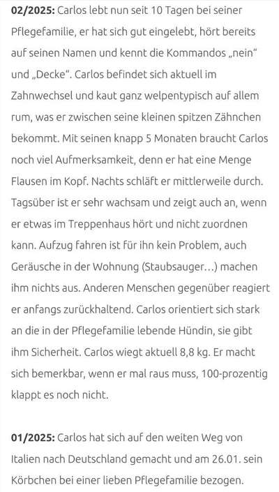 Tierschutzhunde suchen ein Zuhause-Beitrag-Bild