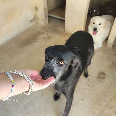 Tierschutzhunde suchen ein Zuhause-Beitrag-Bild