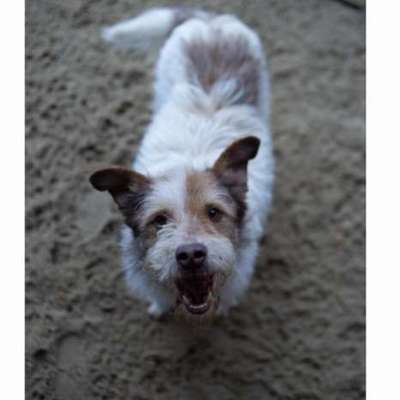 Tierschutzhunde suchen ein Zuhause-Beitrag-Bild