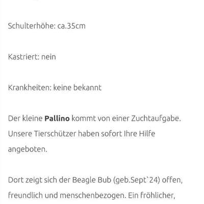 Tierschutzhunde suchen ein Zuhause-Beitrag-Bild