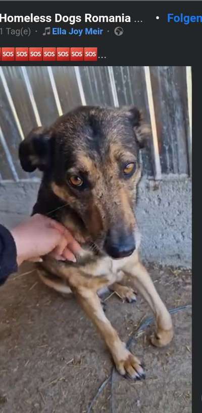 Tierschutzhunde suchen ein Zuhause-Beitrag-Bild