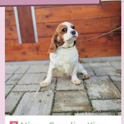 Tierschutzhunde suchen ein Zuhause-Beitrag-Bild