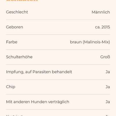 Tierschutzhunde suchen ein Zuhause-Beitrag-Bild