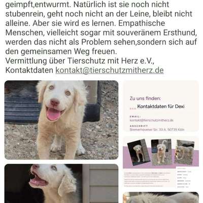 Tierschutzhunde suchen ein Zuhause-Beitrag-Bild