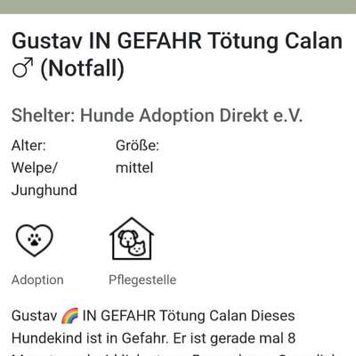 Tierschutzhunde suchen ein Zuhause-Beitrag-Bild