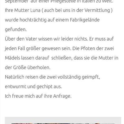 Tierschutzhunde suchen ein Zuhause-Beitrag-Bild