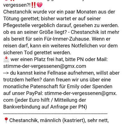 Tierschutzhunde suchen ein Zuhause-Beitrag-Bild