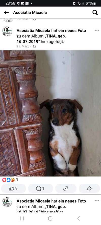 Tierschutzhunde suchen ein Zuhause-Beitrag-Bild