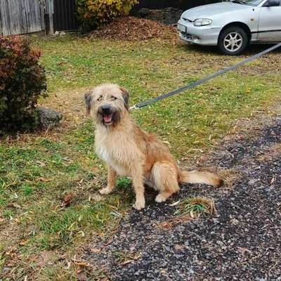 Tierschutzhunde suchen ein Zuhause-Beitrag-Bild