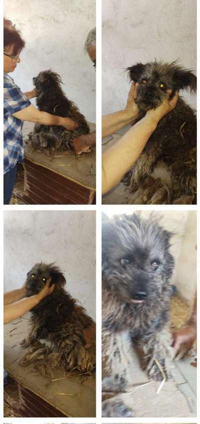 Tierschutzhunde suchen ein Zuhause-Beitrag-Bild