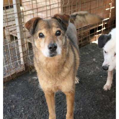 Tierschutzhunde suchen ein Zuhause-Beitrag-Bild