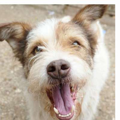 Tierschutzhunde suchen ein Zuhause-Beitrag-Bild