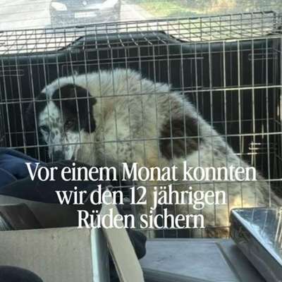 Tierschutzhunde suchen ein Zuhause-Beitrag-Bild