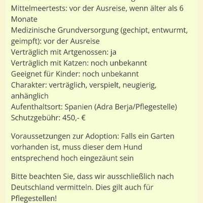 Tierschutzhunde suchen ein Zuhause-Beitrag-Bild