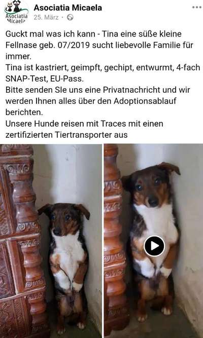 Tierschutzhunde suchen ein Zuhause-Beitrag-Bild