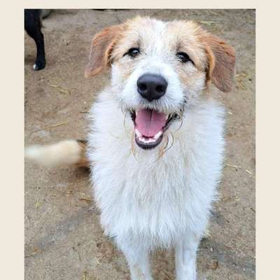 Tierschutzhunde suchen ein Zuhause-Beitrag-Bild