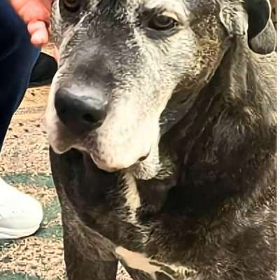 Tierschutzhunde suchen ein Zuhause-Beitrag-Bild