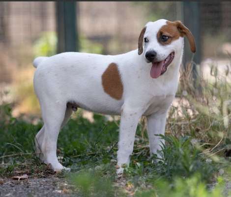 Tierschutzhunde suchen ein Zuhause-Beitrag-Bild