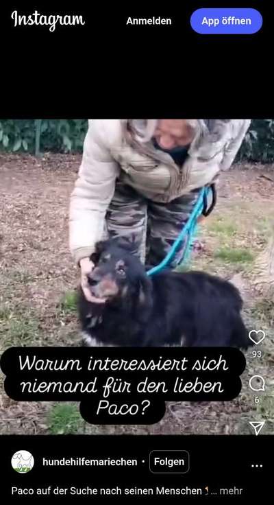 Tierschutzhunde suchen ein Zuhause-Beitrag-Bild