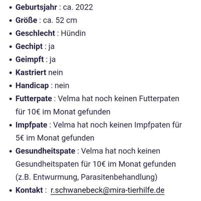 Tierschutzhunde suchen ein Zuhause-Beitrag-Bild