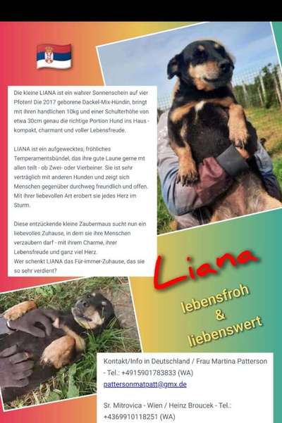 Tierschutzhunde suchen ein Zuhause-Beitrag-Bild