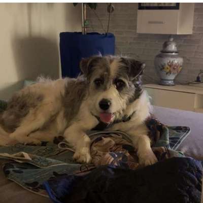 Tierschutzhunde suchen ein Zuhause-Beitrag-Bild