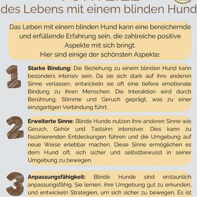 Tierschutzhunde suchen ein Zuhause-Beitrag-Bild