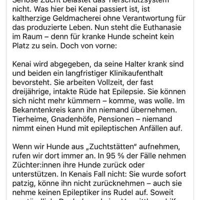 Tierschutzhunde suchen ein Zuhause-Beitrag-Bild