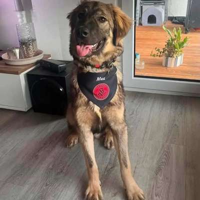 Tierschutzhunde suchen ein Zuhause-Beitrag-Bild